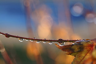 water drop in shallow focus photography